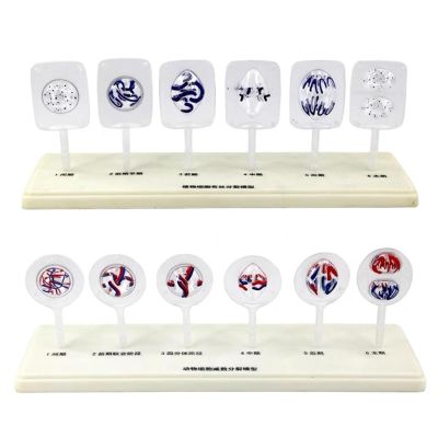 12 Parts Animal and Plant Cell Mitosis and Meiosis Model, Biological Cell Models, Medical Teaching Cell Mitosis Model, for Biology Teaching Aid Equipment Teaching