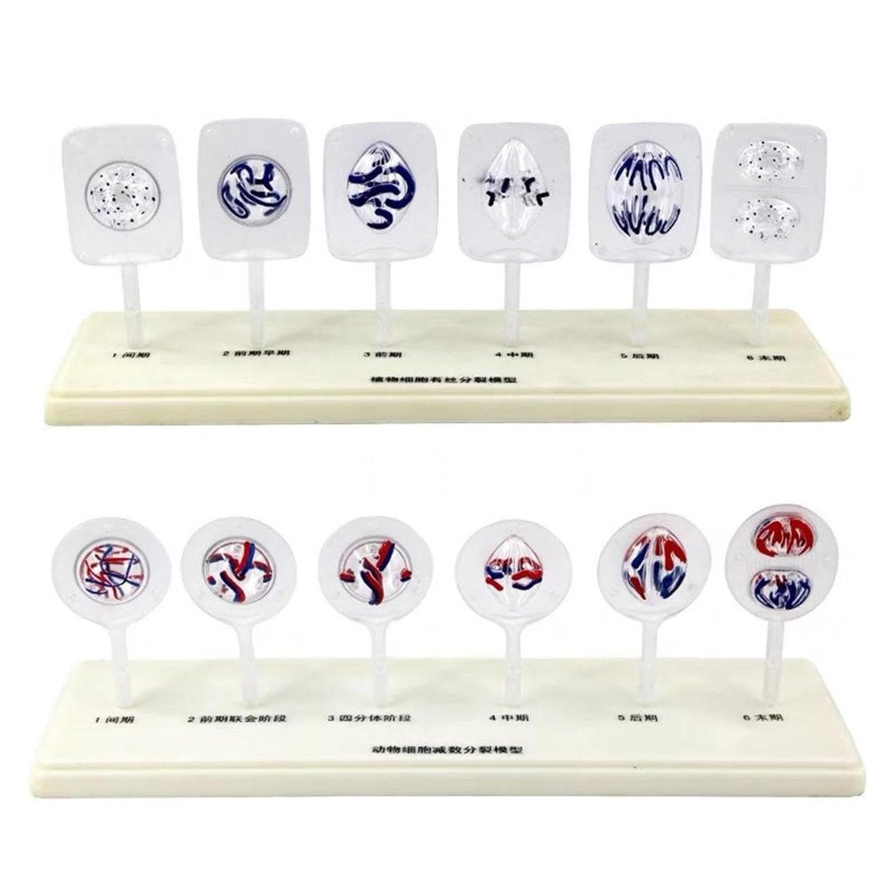 12 Parts Animal and Plant Cell Mitosis and Meiosis Model, Biological Cell Models, Medical Teaching Cell Mitosis Model, for Biology Teaching Aid Equipment Teaching