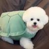 Layheld Cute Pet Outfits Plush Turtle Shell Outfit Cosplay Party Wear Photoshoot Pet Outfit Multiple Sizes for Cat Small Dog (Medium) view 3