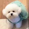 Layheld Cute Pet Outfits Plush Turtle Shell Outfit Cosplay Party Wear Photoshoot Pet Outfit Multiple Sizes for Cat Small Dog (Medium) view 4