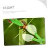 Abaodam 5Pcs Scissor Catchers Safe Plastic Insect Clamps for Catching Tools for Nature Exploration for Boys view 3