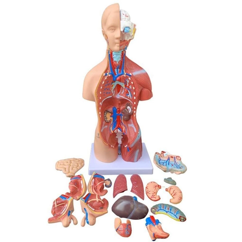 45 CM Human Body Torso Model, Removable Organs Teaching Model Tools, Unisex Anatomical Torso Model, for Students Teaching Supplies