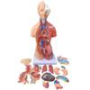 45 CM Human Body Torso Model, Removable Organs Teaching Model Tools, Unisex Anatomical Torso Model, for Students Teaching Supplies view 1