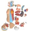 45 CM Human Body Torso Model, Removable Organs Teaching Model Tools, Unisex Anatomical Torso Model, for Students Teaching Supplies view 2