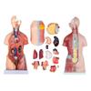 45 CM Human Body Torso Model, Removable Organs Teaching Model Tools, Unisex Anatomical Torso Model, for Students Teaching Supplies view 3