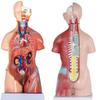 45 CM Human Body Torso Model, Removable Organs Teaching Model Tools, Unisex Anatomical Torso Model, for Students Teaching Supplies view 4
