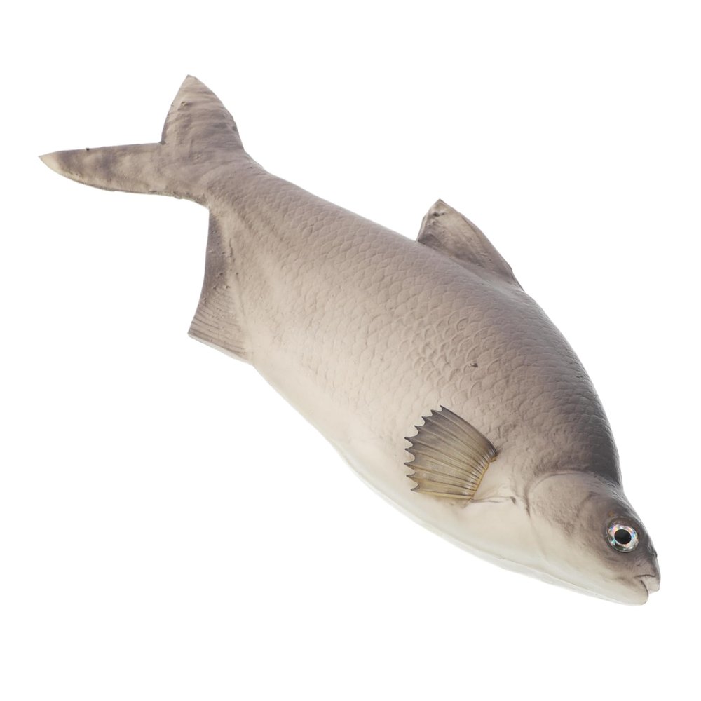 Amosfun Lifelike Simulated Fish PU Model Realistic Cat Fish for Kitchen Decor Photography Props and Ocean Themed Displays for Collectors and Life Enthusiasts