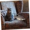 Amosfun Lifelike Simulated Fish PU Model Realistic Cat Fish for Kitchen Decor Photography Props and Ocean Themed Displays for Collectors and Life Enthusiasts view 4