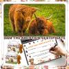 38 Pcs Adopt a Highland Cow Plush Party Favors Include 12 Highland Cows Stuffed Animal 12 Adoption Card 12 Cattle Theme Boxes 1 Adoption Sign 1 Fence for Birthday Party Favors Stress Relief Gifts view 4