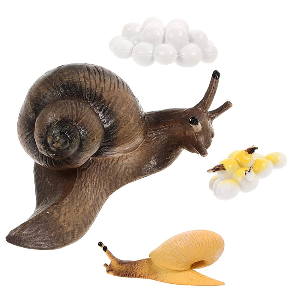 1Set Creative Snail Growth Cycle Models Realistic Snail Life Cycle Figurines for Educational Play Enhance Nature Understanding Imagination