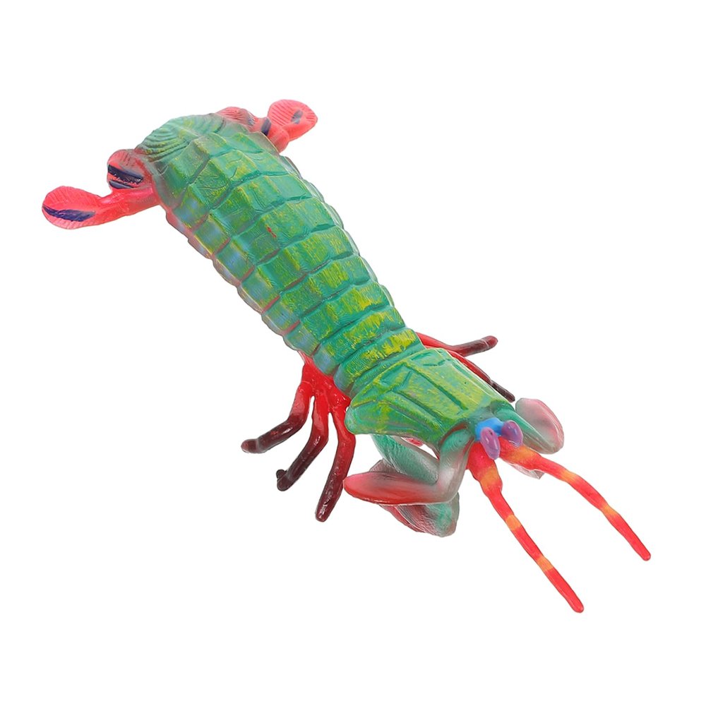 Abaodam Realistic Mantis Shrimp Model Lifelike Ocean Animal Figurine for Educational Cognitive for Display Play and Decoration Engaging Life Sculpture