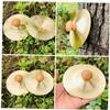 2Pcs Cymbals Finger Cymbals for Dance Belly Dancing and Entertainment for Music Education and Parent Interaction view 2
