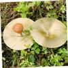 2Pcs Cymbals Finger Cymbals for Dance Belly Dancing and Entertainment for Music Education and Parent Interaction view 3