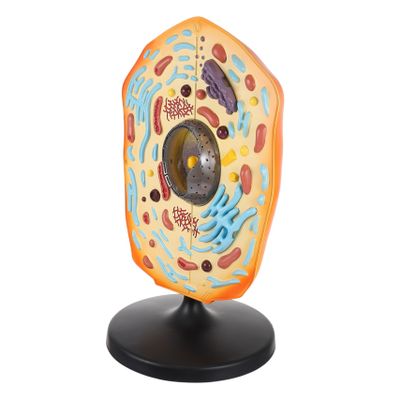 Abaodam Animal Cell Model Kit for Students Anatomical Display Teaching Tool for Biology 3D Educational Model Detailed Features for Classroom and Home Learning
