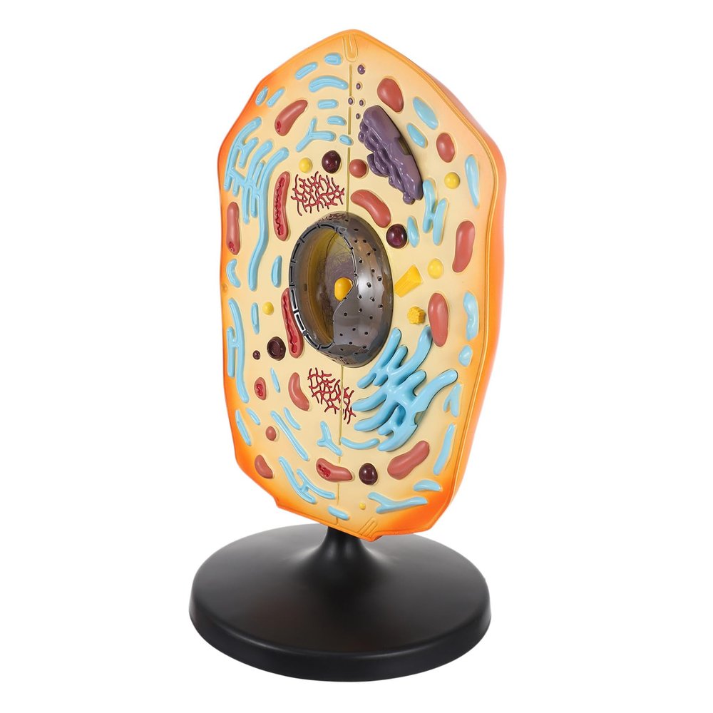 Abaodam Animal Cell Model Kit for Students Anatomical Display Teaching Tool for Biology 3D Educational Model Detailed Features for Classroom and Home Learning
