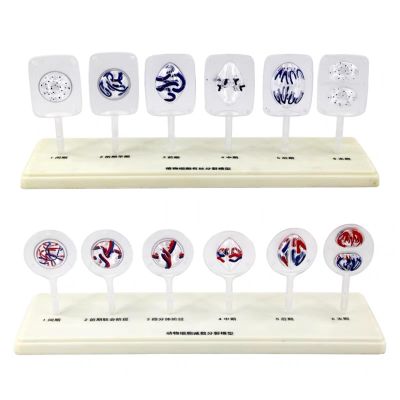 Animal and Plant Cell Mitosis and Meiosis Models Plant Cell Animal Cell Meiosis Model Medical Teaching Cell Mitosis Model for Biology Science Education Demonstration Lab Supplies