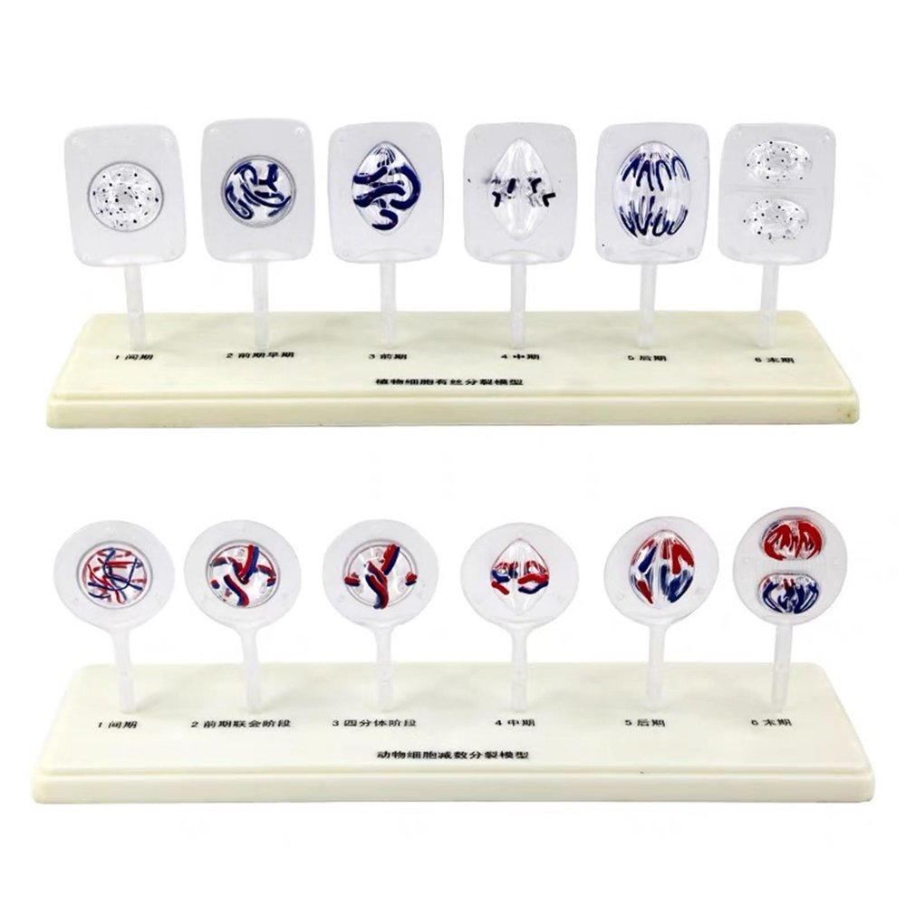 Animal and Plant Cell Mitosis and Meiosis Models Plant Cell Animal Cell Meiosis Model Medical Teaching Cell Mitosis Model for Biology Science Education Demonstration Lab Supplies