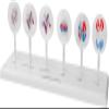 Animal and Plant Cell Mitosis and Meiosis Models Plant Cell Animal Cell Meiosis Model Medical Teaching Cell Mitosis Model for Biology Science Education Demonstration Lab Supplies view 3