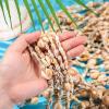 Ecation 100 Pieces Hawaii Shell Luau Leis Bulk Sea Shell Leis Natural Tahitian White Nassa Necklace Summer Beach Party Apparel Jewelry Accessories for Women Men Hawaiian view 3