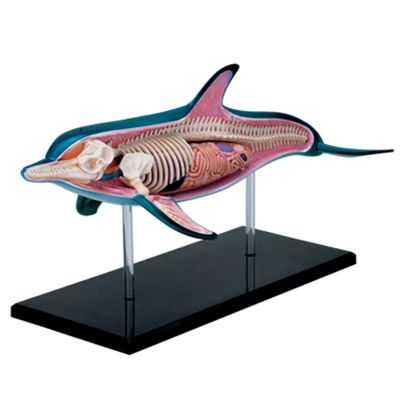4D Master Dolphin Model Marine Animal Assembled Figure Education Kit Gift, Animal Anatomy Model for Teaching Demonstration Science Study