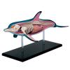 4D Master Dolphin Model Marine Animal Assembled Figure Education Kit Gift, Animal Anatomy Model for Teaching Demonstration Science Study view 1