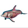 4D Master Dolphin Model Marine Animal Assembled Figure Education Kit Gift, Animal Anatomy Model for Teaching Demonstration Science Study view 2