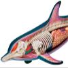 4D Master Dolphin Model Marine Animal Assembled Figure Education Kit Gift, Animal Anatomy Model for Teaching Demonstration Science Study view 3