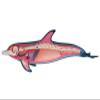 4D Master Dolphin Model Marine Animal Assembled Figure Education Kit Gift, Animal Anatomy Model for Teaching Demonstration Science Study view 4