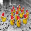 15pcs Christmas Duck Magnets, Yellow Duck 3D Mini Dick Magnets, Bag of Dicks, Perfect Prank Great Gag Gift, Funny Weddings, Concerts, Bachelorette Party view 3