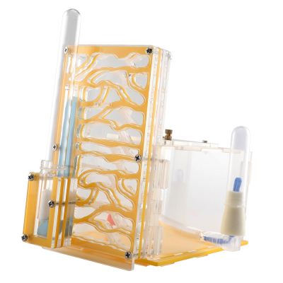 MYCENSE ANT Housing Nest Habitat Transparent Acrylic with Feeder ANT Farm Display Box for Gift Lovers Birthday Decor Children's Day, Yellow