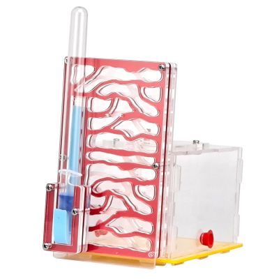ANT Housing Nest Display Box with Feeder Workshop Acrylic DIY ANT Farm Habitat for Children's Day Gift Tabletop Decoration, Red
