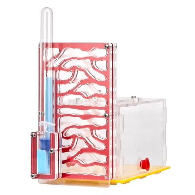 Stgfyxgs ANT Housing Nest Breeding Case, ANT Farm Display Box for Gift Lovers Birthday Decor, Red
