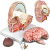 4-Part Life-Size Head Brain Cross Section Anatomy Human Head Anatomical Model Cerebral Artery Model for Science Classroom Education Study Teaching Display view 2