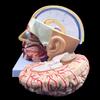 4-Part Life-Size Head Brain Cross Section Anatomy Human Head Anatomical Model Cerebral Artery Model for Science Classroom Education Study Teaching Display view 3