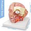 4-Part Life-Size Head Brain Cross Section Anatomy Human Head Anatomical Model Cerebral Artery Model for Science Classroom Education Study Teaching Display view 4