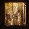 500 Piece Jigsaw Puzzle for Adults Three Coyotes Autumn Forest Challenging and Warm Puzzle Game for Wildlife Lovers Wall Decor Gift Family Game Night Fun view 1