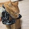 CONNYAM A Quirky Cat Figurine Wearing Monster's Arms, Funny Ornaments, Interactive Pets, Humorous Accessories, 3D Printed Muscle Arm Figurine, Cat Muscle Arms (Black, fist) view 3