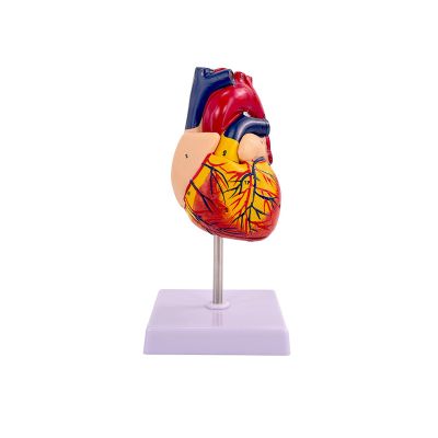 2-Part Life Size Human Heart Model with Mounted Display Base, 34 Anatomical Structures Teaching Science Models Number Manual for Classroom and Study