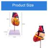2-Part Life Size Human Heart Model with Mounted Display Base, 34 Anatomical Structures Teaching Science Models Number Manual for Classroom and Study view 3
