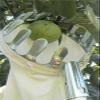 SGYYOFDP Fruit Picker Head Deep Basket Rodless Fruit Collector Harvesting Picking Apple Citrus Pear Garden Catcher Device(Iron Wire) view 4
