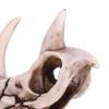 Fydun Triceratops Skull Model Lifelike Dinosaur Skeleton for Home and Office Display Excellent DeCraft view 3