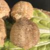 3- Mantis Eggshell - Mantis Egg Hatching Kit view 1