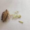 3- Mantis Eggshell - Mantis Egg Hatching Kit view 3