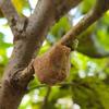 3- Mantis Eggshell - Mantis Egg Hatching Kit view 4
