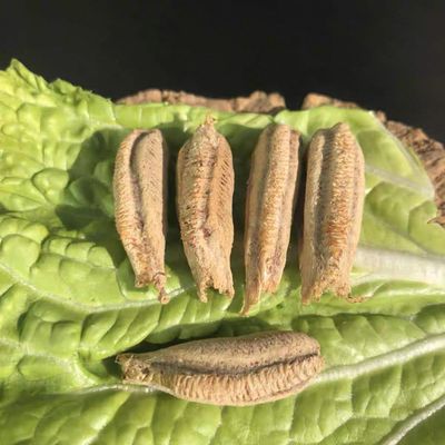 10- Mantis Eggshell - Mantis Egg Hatching Kit