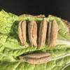 10- Mantis Eggshell - Mantis Egg Hatching Kit view 1