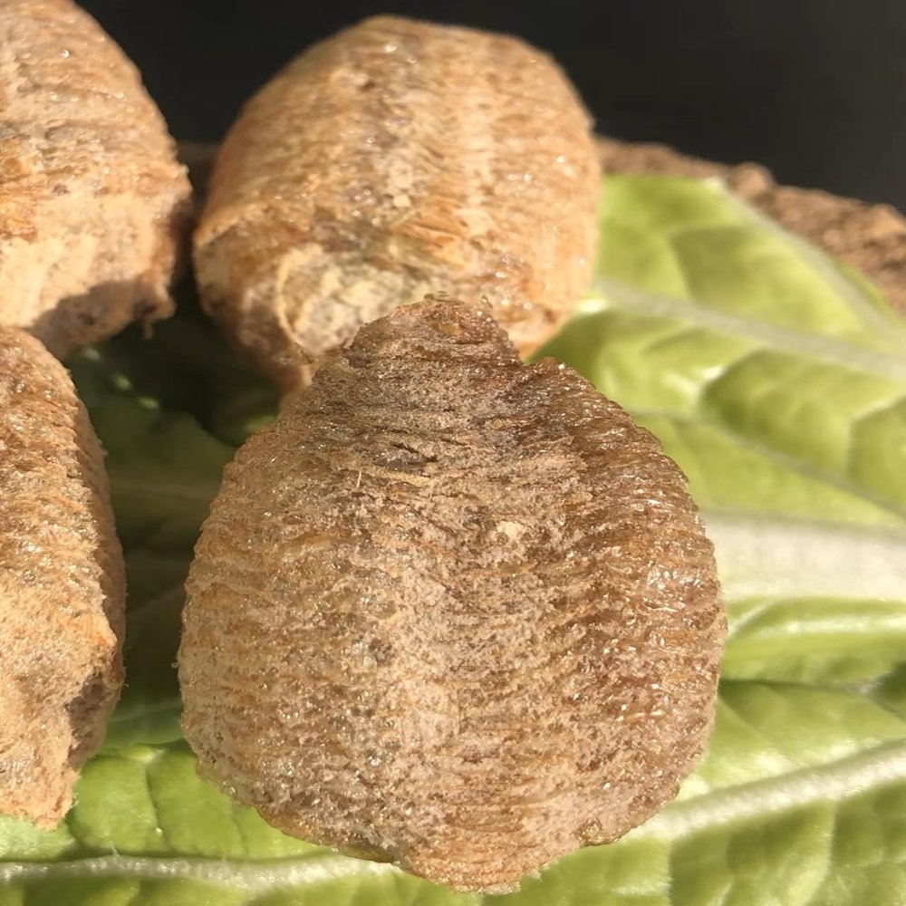 3- Mantis Eggshell - Mantis Egg Hatching Kit