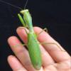 3- Mantis Eggshell - Mantis Egg Hatching Kit view 4
