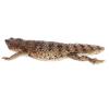 Abaodam Realistic Simulated Lizard Model Plastic Figurine Lightweight Desert Reptile Decor Educational Animal Model for Garden Display and Learning Gift view 1