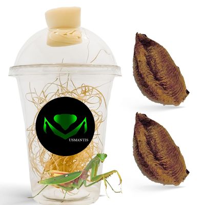 Religiosa Mantis Egg Case (Two Egg Case) - Hatch and Observe Growth
